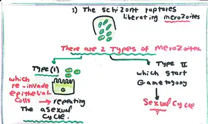 Cryptosporidium Life Cycle Part 3: Marwa Omar