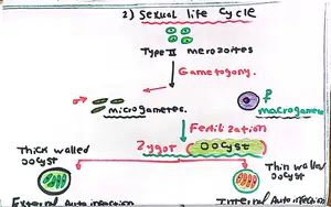 Cryptosporidium life cycle Part 4: Marwa Omar