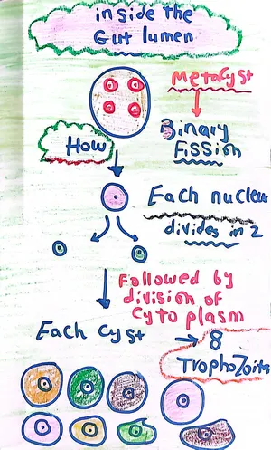 Life Cycle of Entamoeba histolytica: Part 2: Marwa Omar