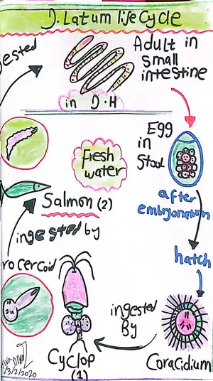 Diphyllobothrium latum Life Cycle: Marwa Omar