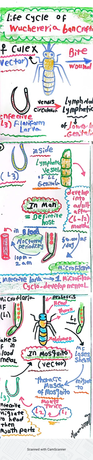 Life Cycle of Wuchereria bancrofti, Marwa Omar