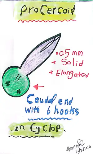 Procercoid Stage: Marwa Omar
