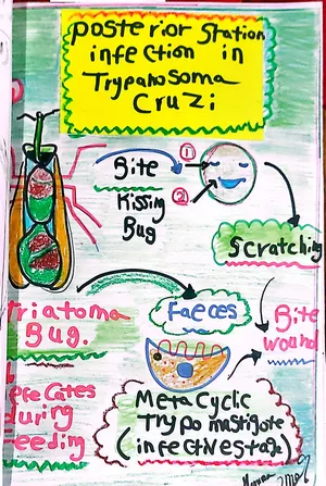Posterior Station Infection in Trypanosoma Cruzi: Marwa Omar