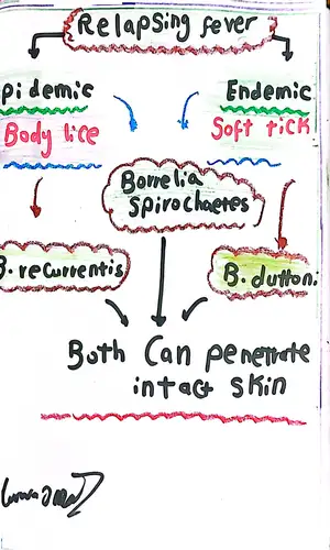 Relapsing Fever Notes: Marwa Omar