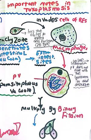 Life Cycle of Toxoplasma gondii Inside Human Host: 02