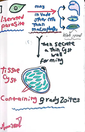 Toxoplasma gondii Life Cycle Inside the Human Host: 4