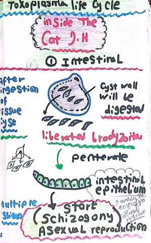 Life Cycle of Toxoplasma gondii Inside the Cat Host,1 (1)