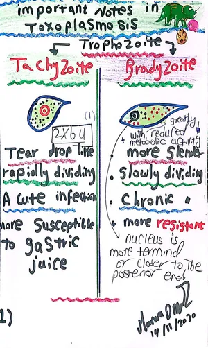 Toxoplasma Trophozoite Morphology: Marwa Omar