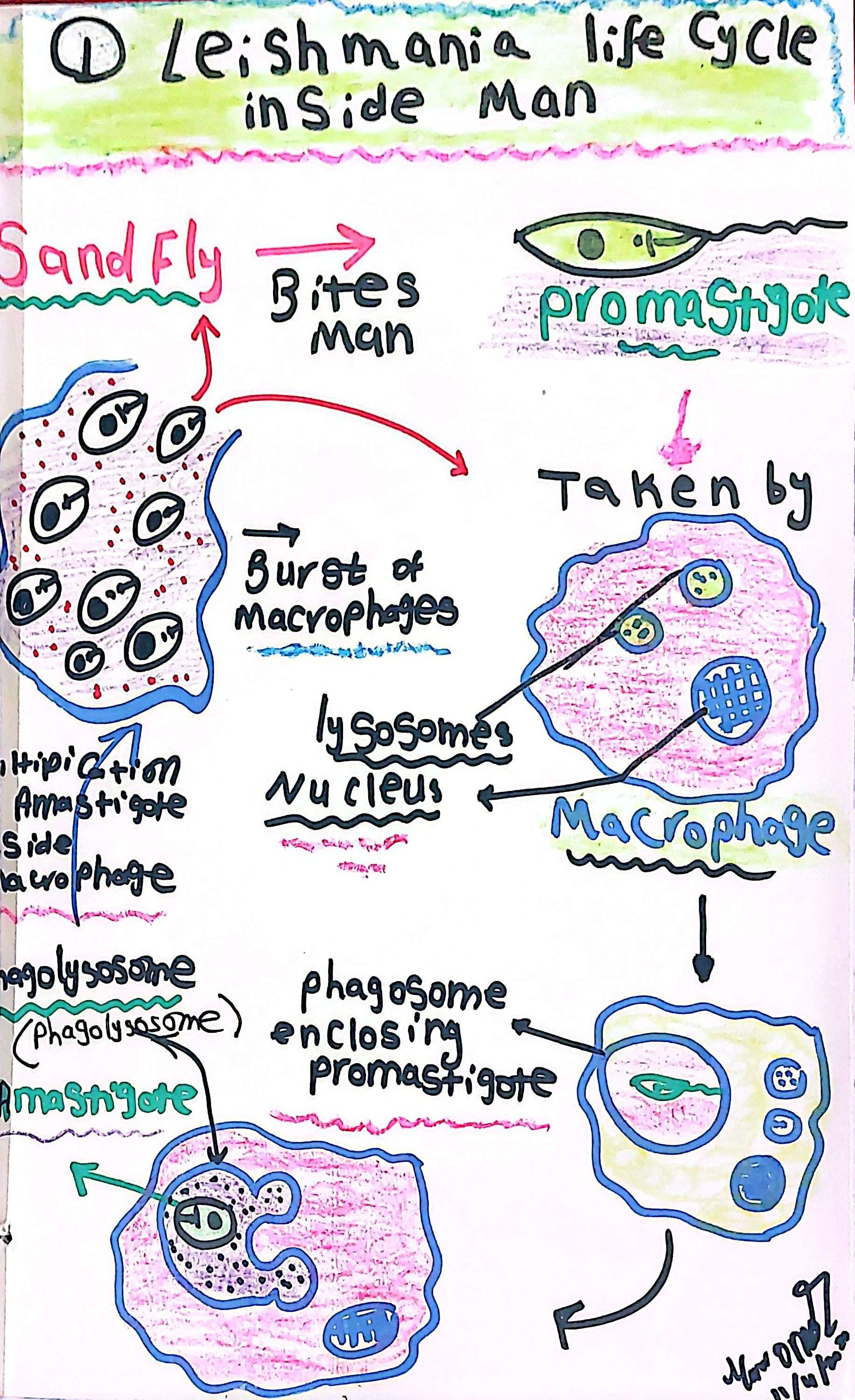 Leishmania Life Cycle Inside the Human Host: Marwa Omar | Encyclopedia MDPI