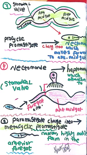 Life Cycle of Leishmania Inside Sandfly 2