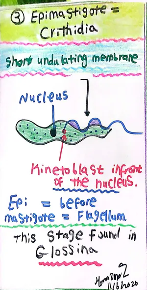 The Mastigote Family: Epimastigote Stage, Marwa Omar