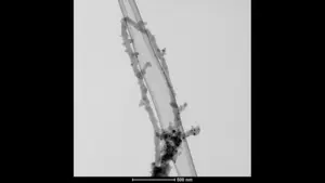 Transmission Electron Micrograph of Carbon Nanotubes