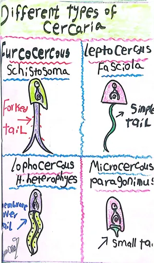 Different Types of Cercariae, Marwa Omar
