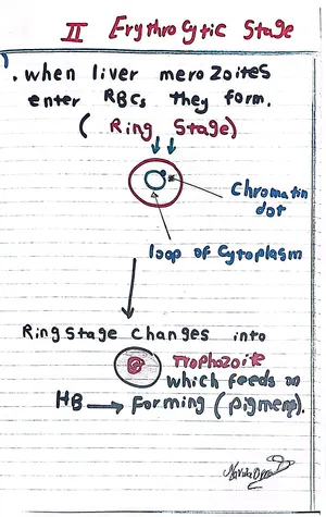 Malaria Life Cycle Demonstration by Dr. Marwa Omar: Step 4
