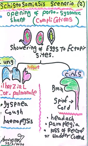 Fate of Schistosoma Mansoni Eggs 3: Marwa Omar
