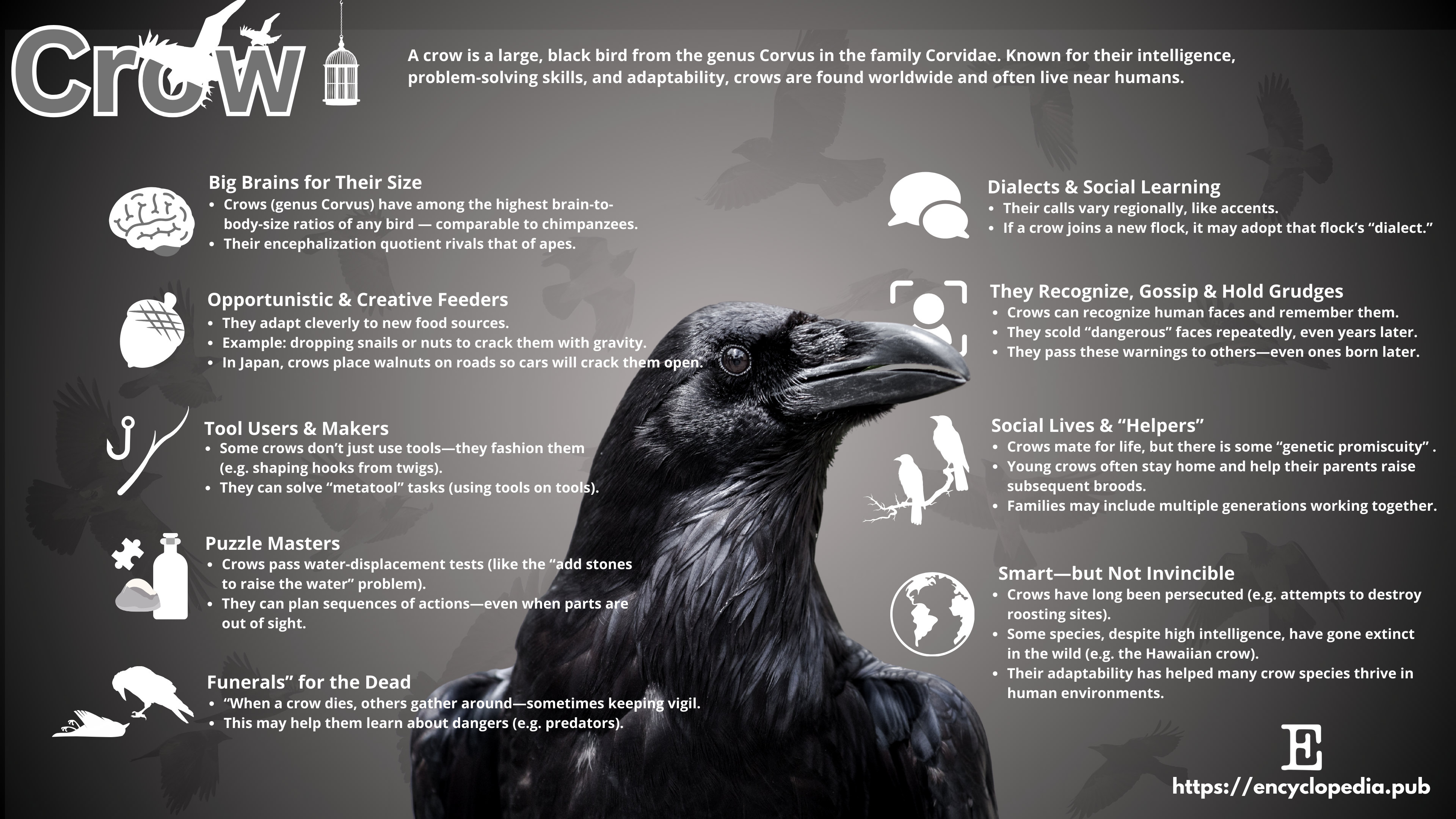 Crow | Encyclopedia MDPI