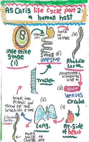 Life Cycle of Ascaris lumbricoides: Part 2: Marwa Omar