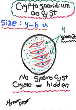 Cryptosporidium Oocyst: Marwa Omar