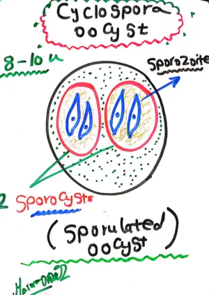 Cyclospora Oocyst: Marwa Omar