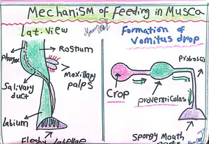 Mechanism of Feeding in the Musca fly, Marwa Omar