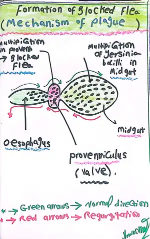 Mechanism of Plague Transmission in Fleas: Marwa Omar