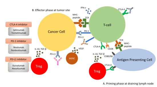 Cancers 14 01526 g002 550