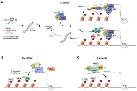 Genes 13 00414 g002 550