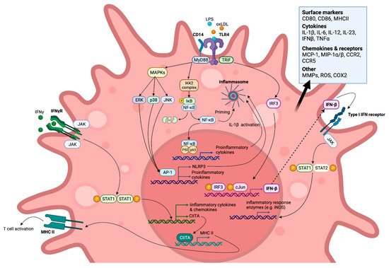 Immuno 02 00021 g001 550