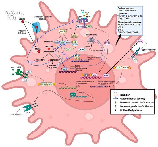 Immuno 02 00021 g004 550