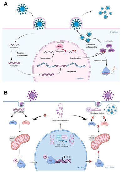 Epitranscriptomic Marks Affect RNA Structures | Encyclopedia MDPI