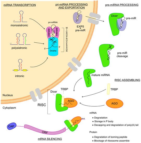 Cells 09 00113 g001 550