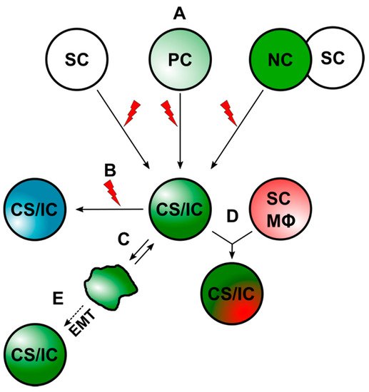 Cancer Steminitiating Cells Encyclopedia Mdpi