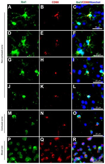 Biomolecules 12 00603 g002 550