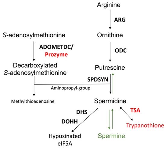 Medsci 10 00024 g002 550