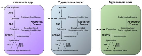 Medsci 10 00024 g003 550