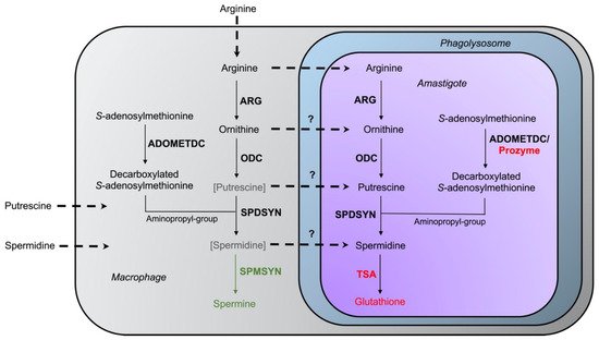 Medsci 10 00024 g004 550