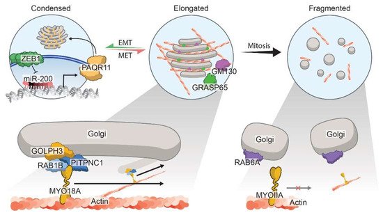 Cells 11 01484 g002 550