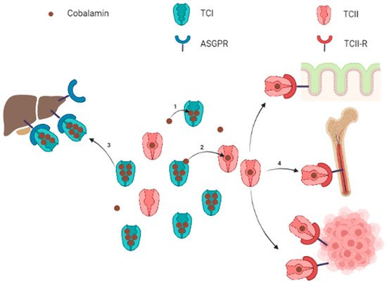 Nutrients 14 02058 g001 550