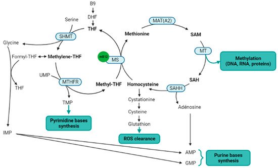 Nutrients 14 02058 g002 550