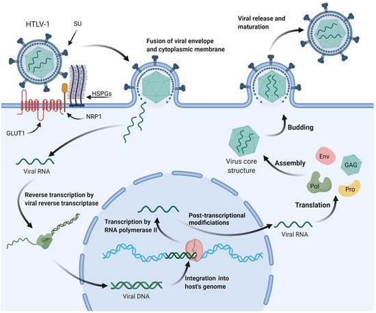 Mirnas In Htlv-1 Induced T Cell Leukemia 