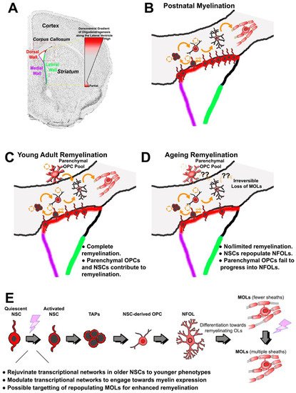 Cells 11 01809 g001 550