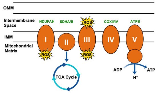 Biomolecules 12 00786 g003 550