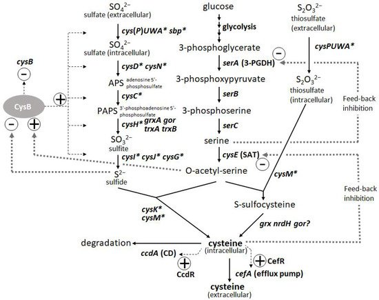 Microorganisms 10 01133 g003 550