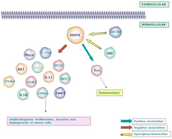 HOPX in Tumor Suppression | Encyclopedia MDPI