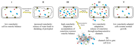 Bacterial Mechanosensitive Channels | Encyclopedia MDPI