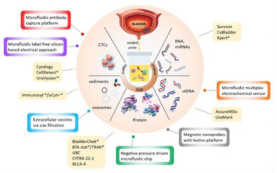 Cancers 14 03181 g003 550
