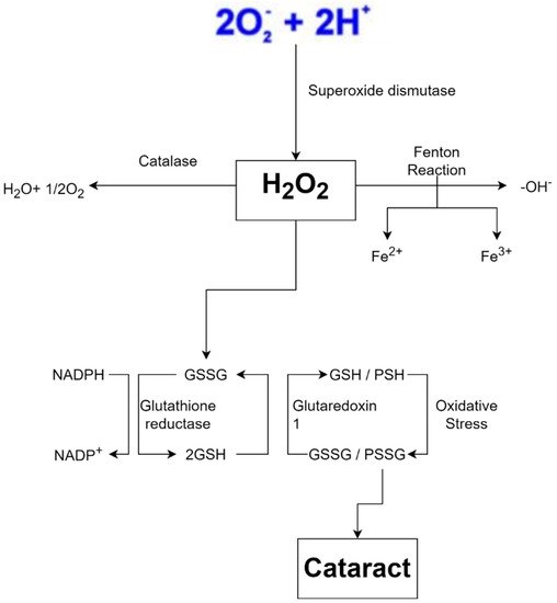 Antioxidants 11 01285 g004 550