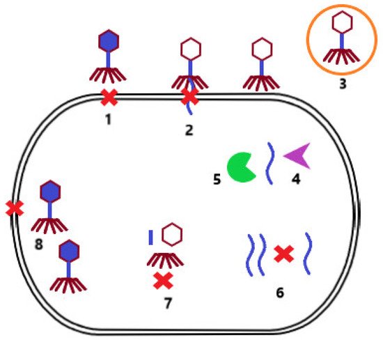 Microorganisms 10 01365 g002 550