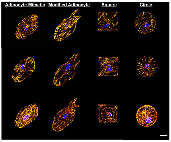Ijms 23 07731 g010 550