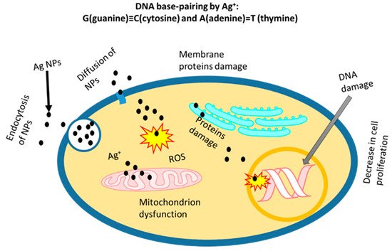 Nanomaterials 12 02462 g004 550